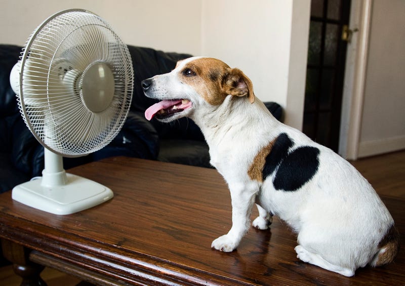 dog sitting in front of electric fan
