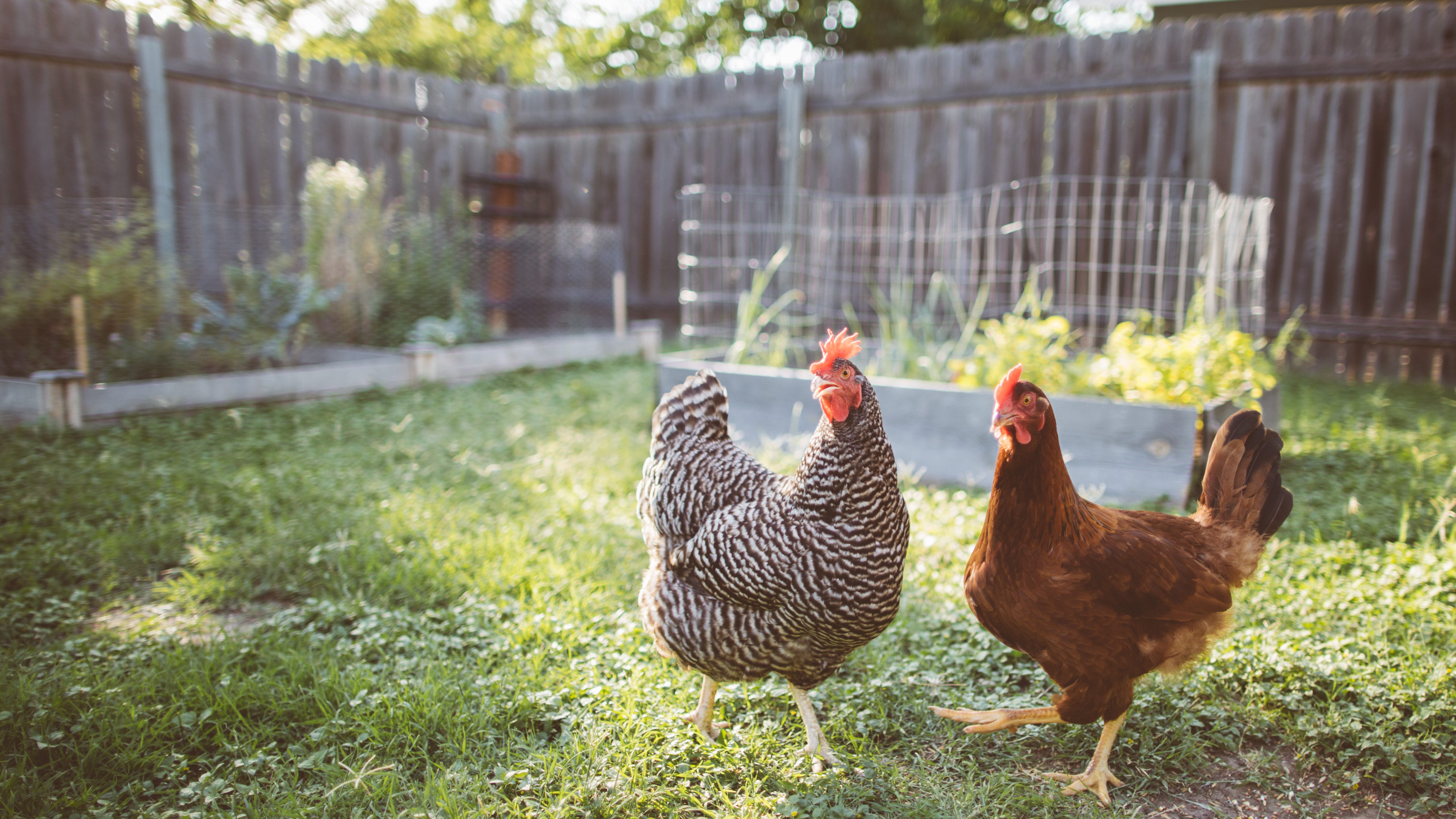 Plano City Council to vote on ordinance regarding backyard chickens