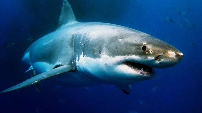 12-year-old girl receives 42 stitches after suspected shark attack