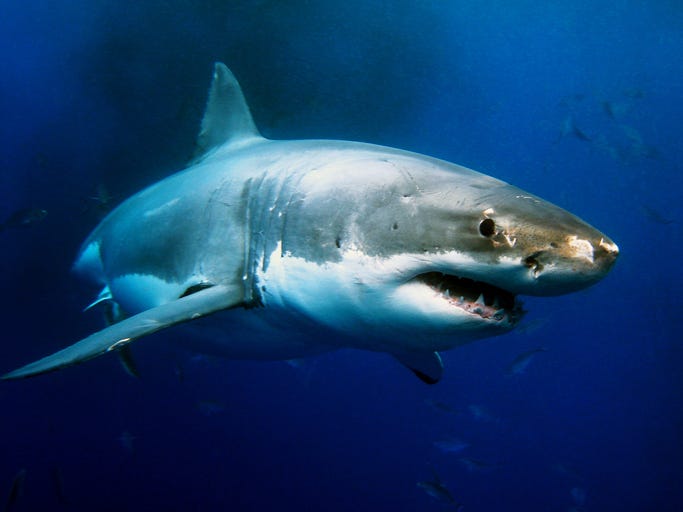 shark