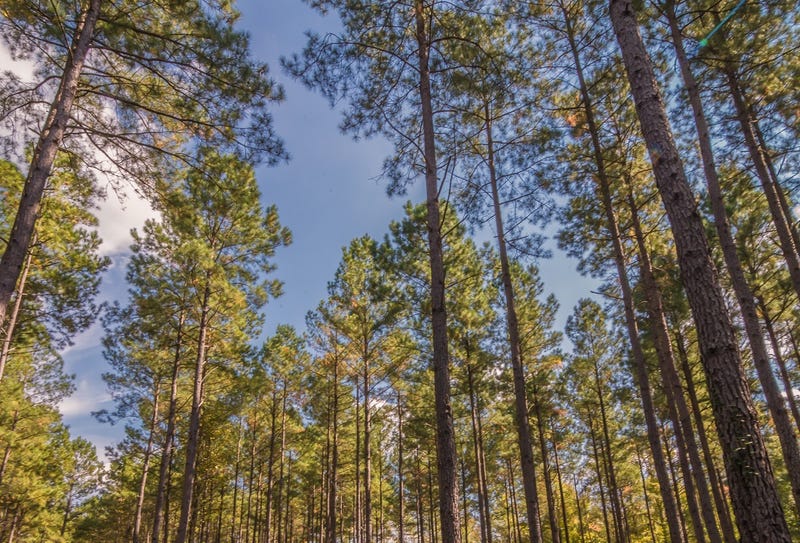Bogue Chitto State Park expands with acquisition of new land