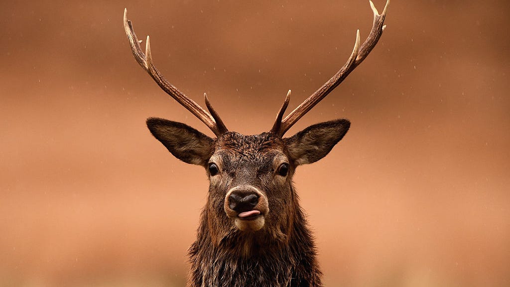 Scientists say humans are now spreading COVID to deer