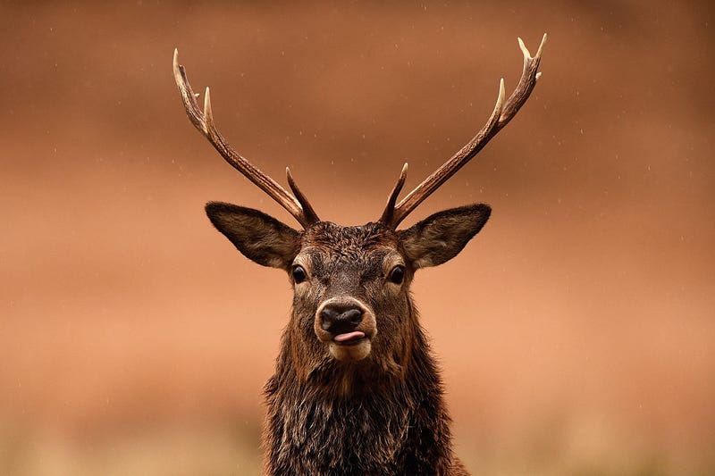 A deer looks disapprovingly at the human race