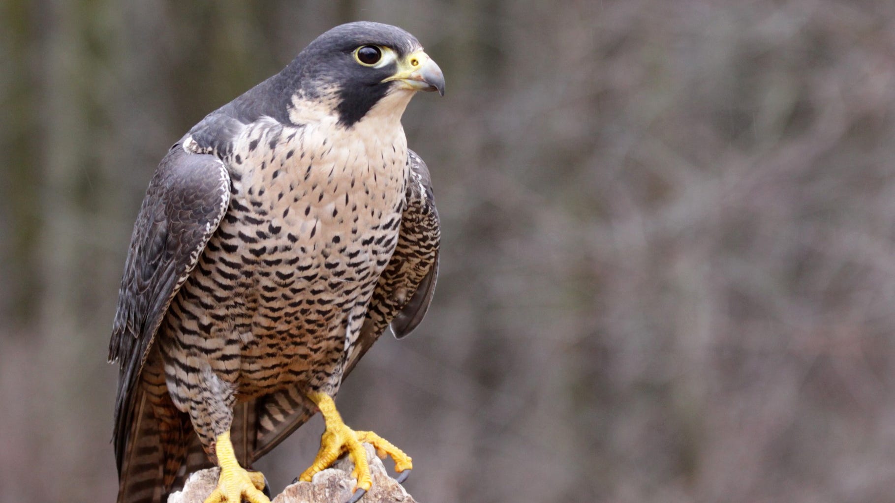 Missing peregrine falcon reappears on UC Berkeley campus