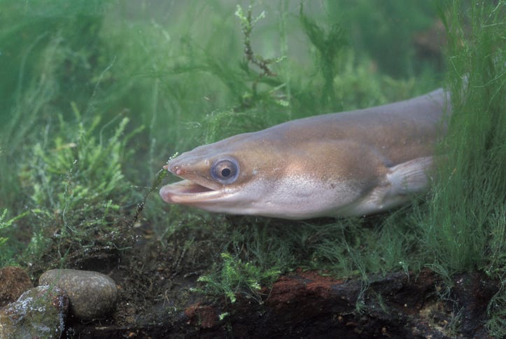 Eel