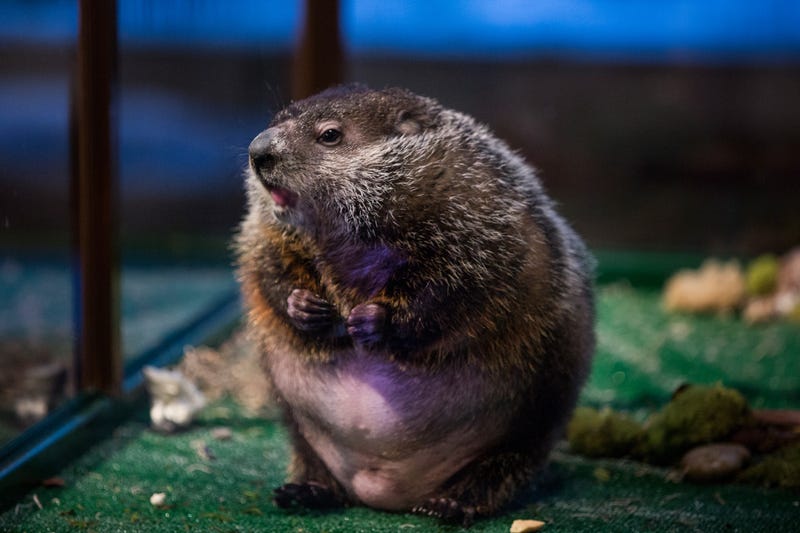 Staten Island Chuck stands up at the Staten Island Zoo on Feb. 2, 2015, a year after his stand-in, Charlotte, died