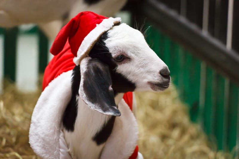  goat in Christmas or Santa Claus suit