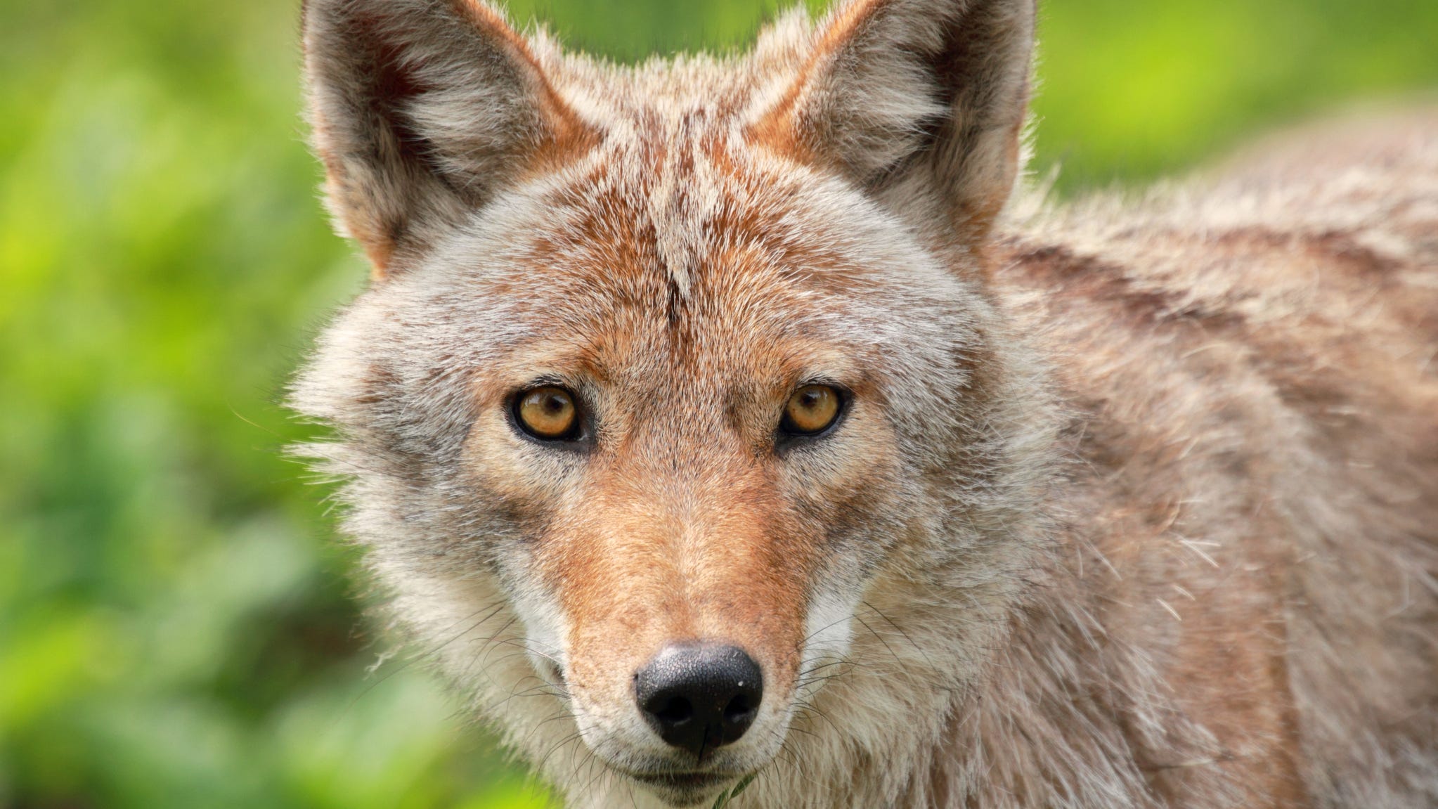 VIDEO: Assistant principal faces off against wild coyote on beach