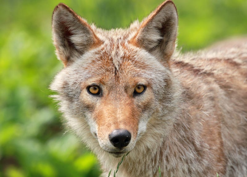 Coyote