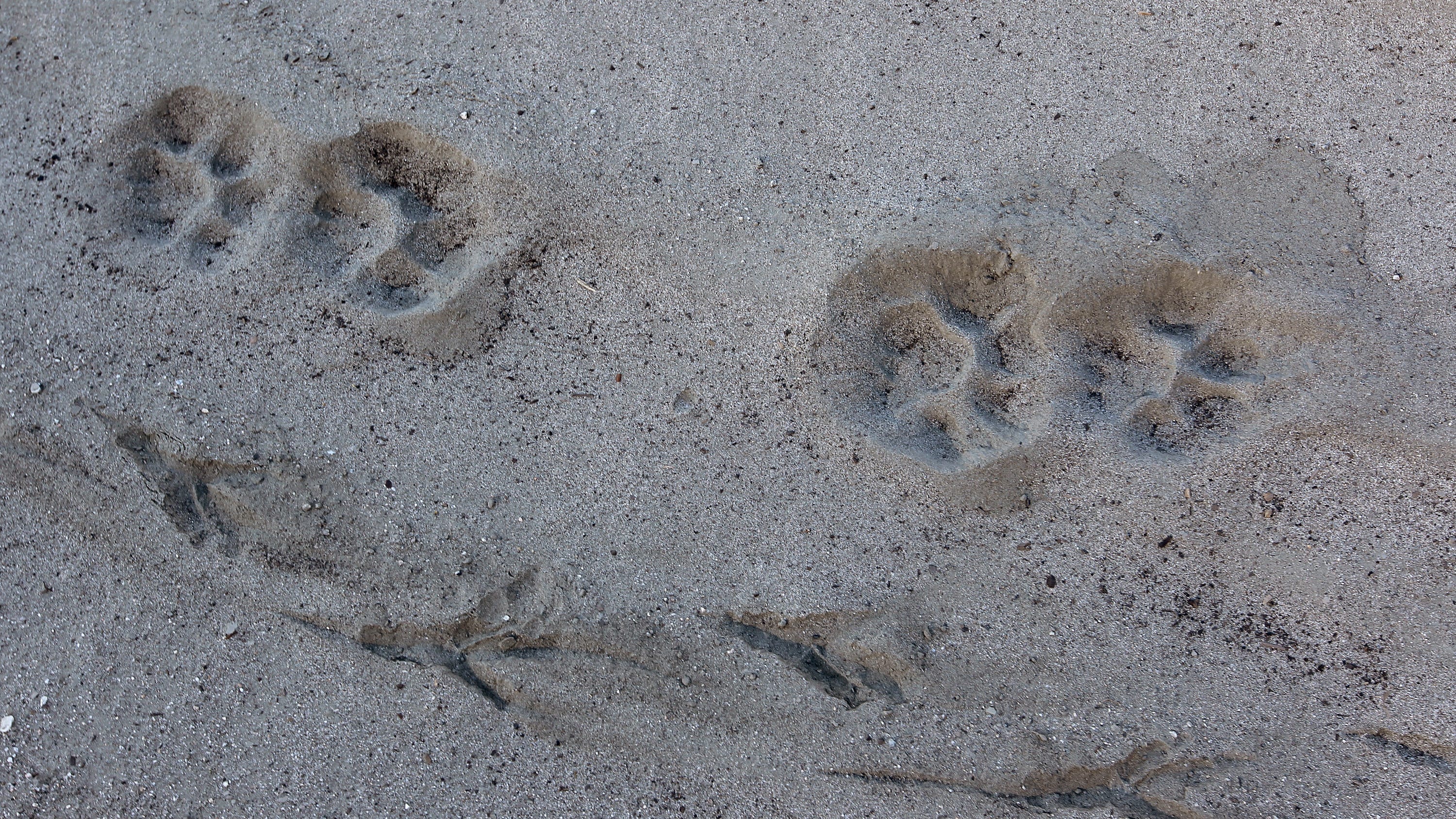 Mountain lion spotted in Benicia neighborhood
