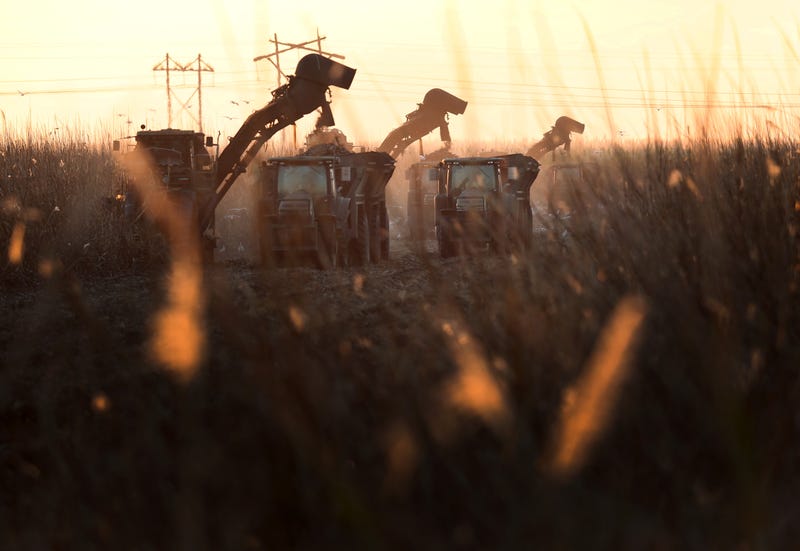 sugar cane harvest