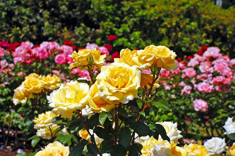 roses