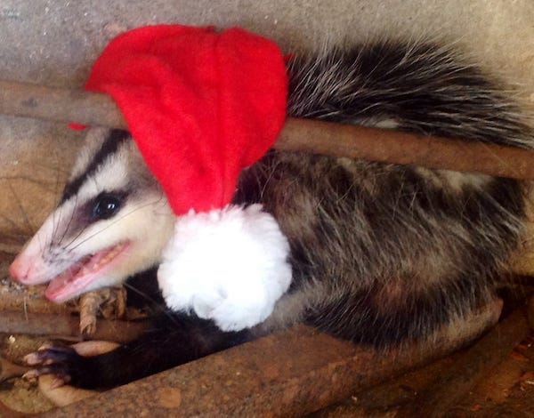 Opossum wearing a Santa hat