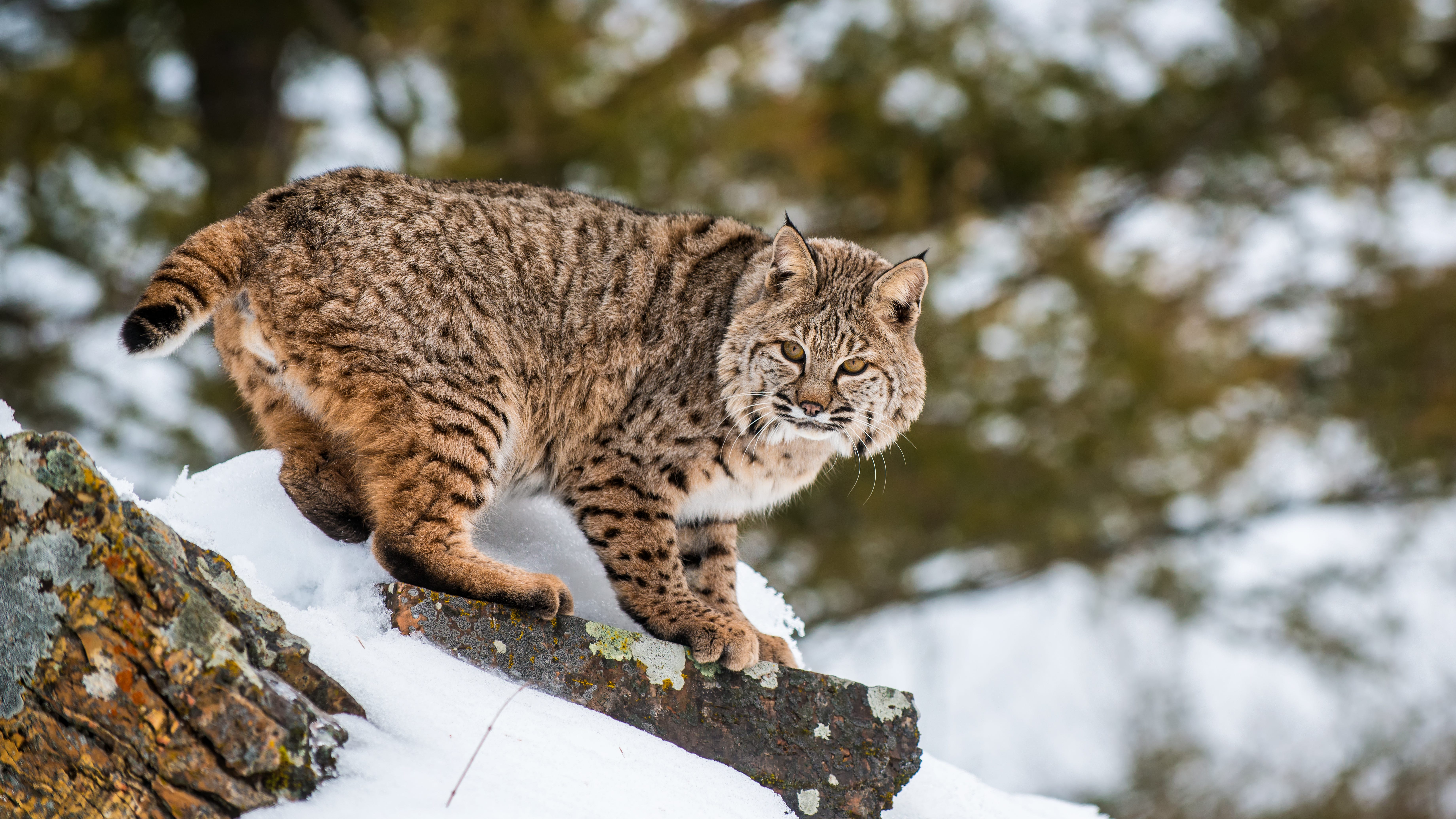 Westchester village on alert after bobcat sightings: 'I couldn't believe my eyes'