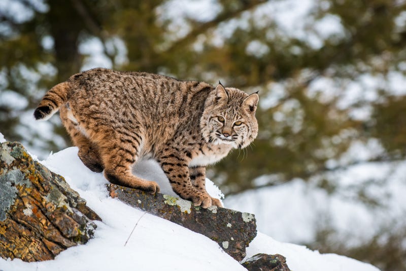 Bobcat