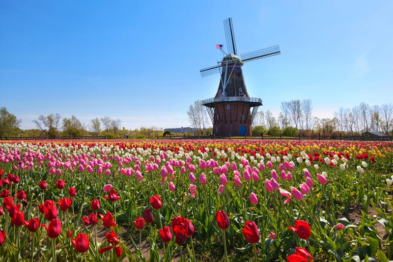 High heat has wilted flowers in the Tulip Immersion Garden in Holland, Mich., forcing the event to close one day early as temperatures soared into the mid-80s.