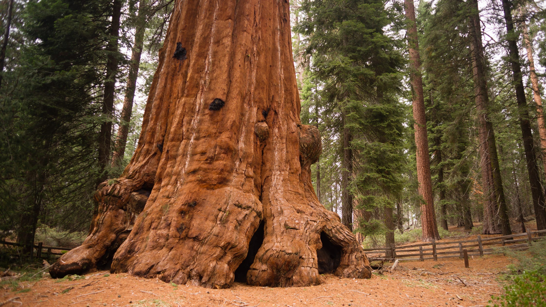 Amid wildfires, saving world's largest trees comes down to tin foil