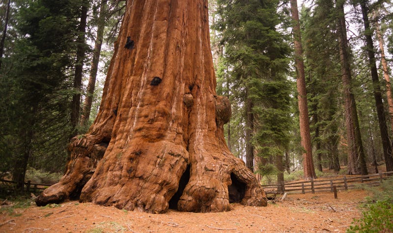 Giant sequoias in Northern California have been wrapped in tin foil to protect against the KNP Complex Fire.
