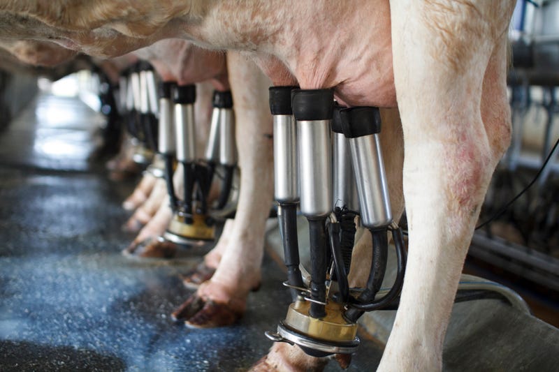 After three dairy workers were confirmed to have caught the bird flu from dairy cows, concern over the virus has become widespread. 
