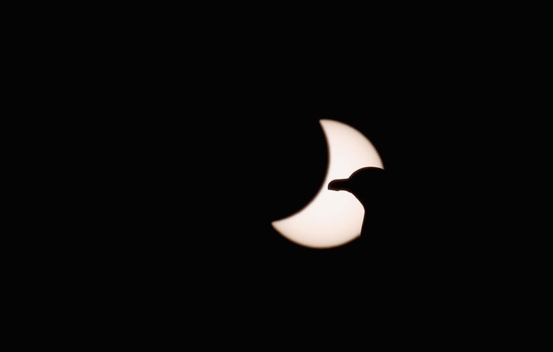 Bird in solar eclipse