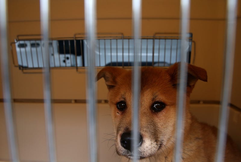 A rescue dog in a crate.