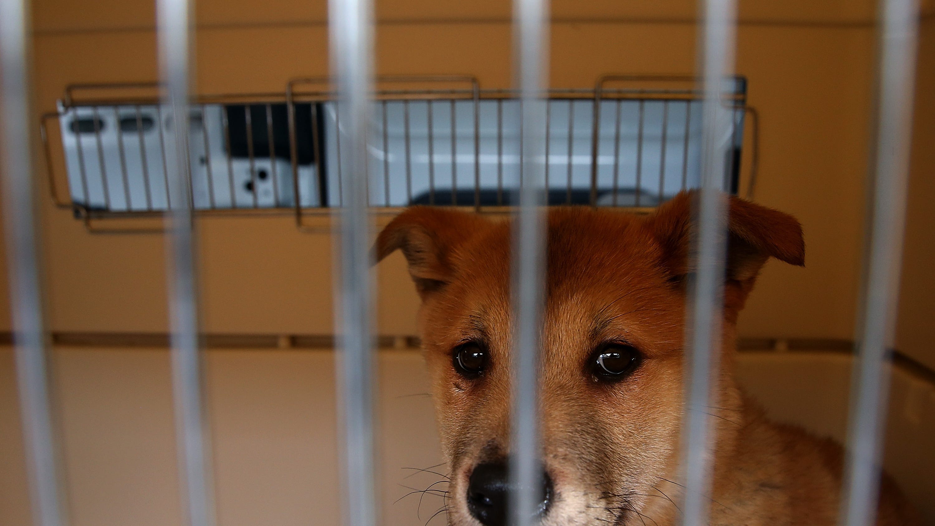 WATCH: Family reunites with missing dog after seeing it on TV years later