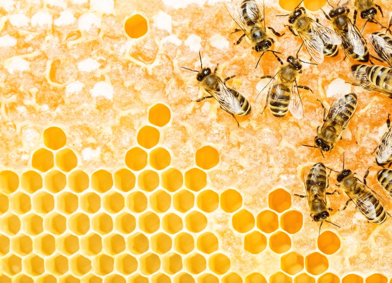 Beehive