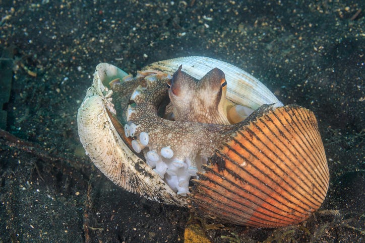 Octopus in shell