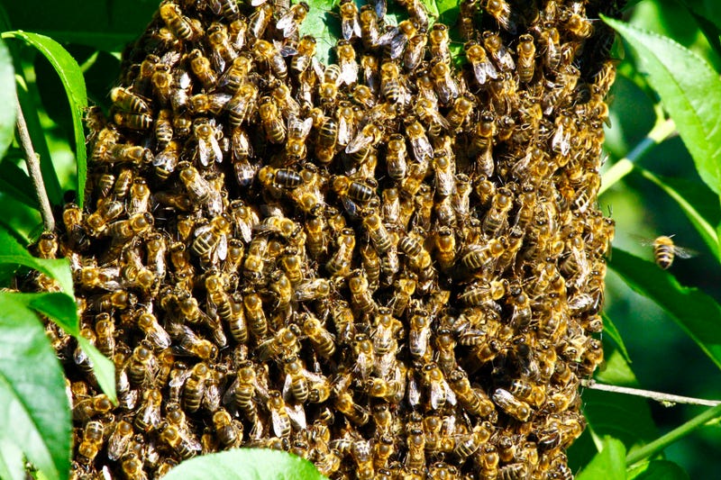 A swarm of bees cling to a plant