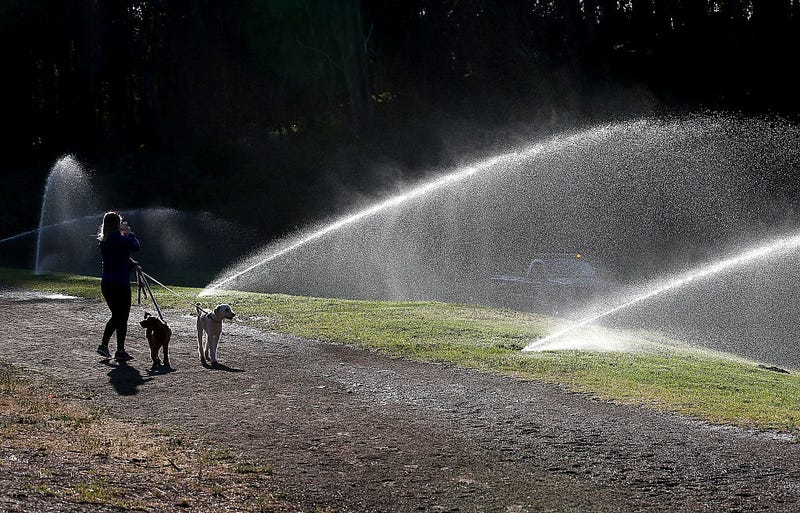A pedestrian walks her dogs by sprinklers watering the lawn in Golden Gate Park on April 2, 2015 in San Francisco,