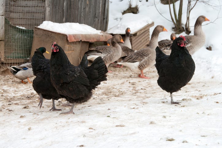Stock image of chickens and ducks
