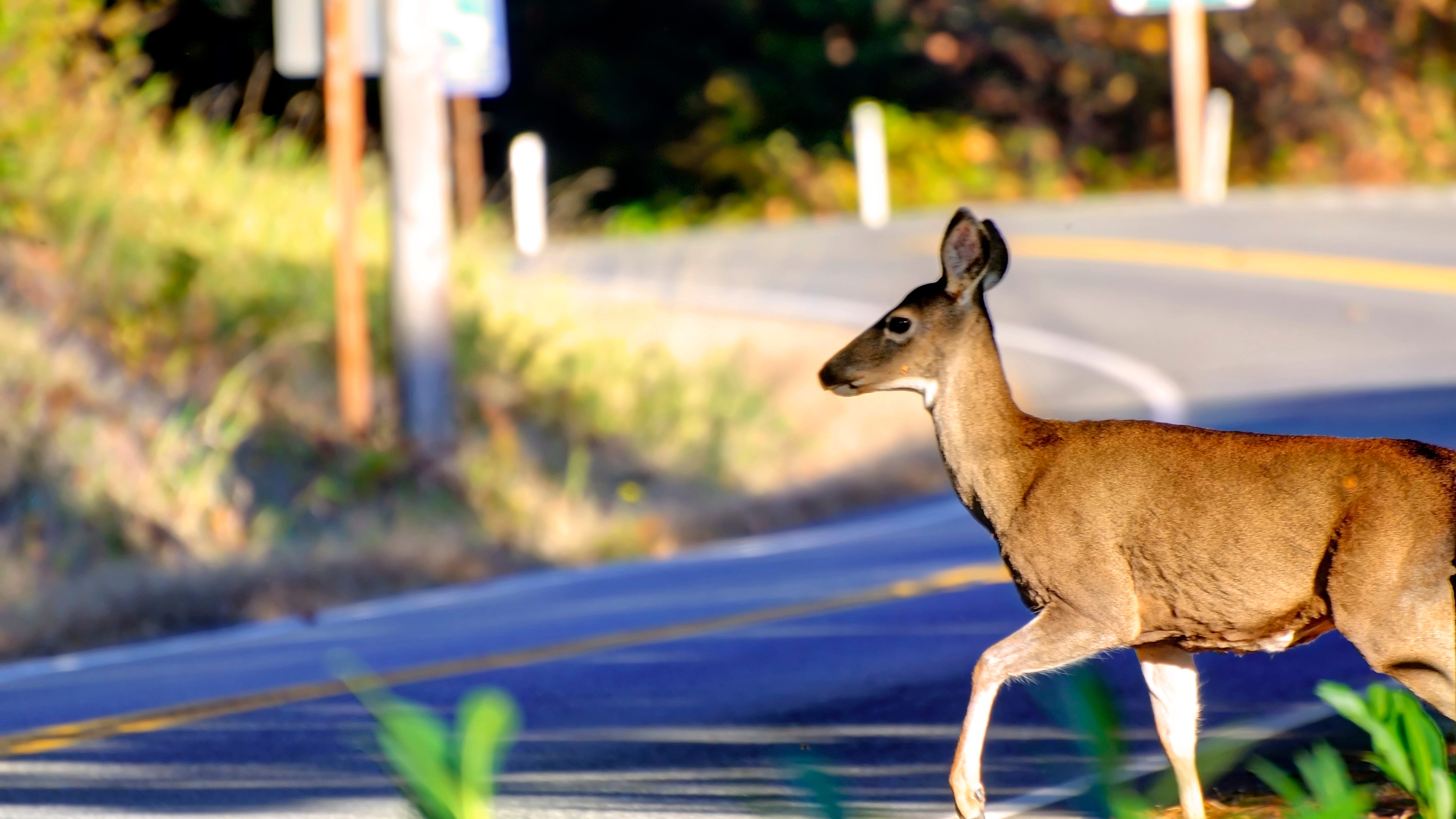 'Don't veer for deer:' MSP warns arrival of fall also brings more deer collisions