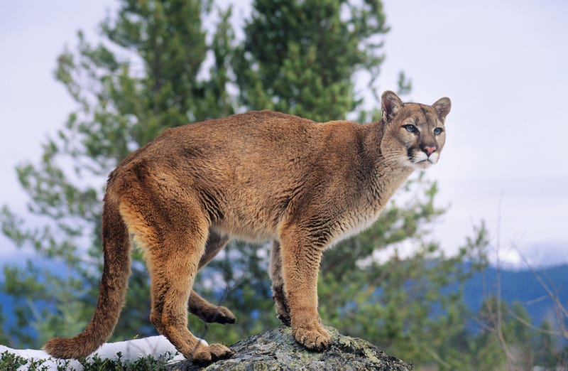 UC Santa Cruz researchers have been tracking the movements of six mountain lions in Santa Cruz County for some time. 