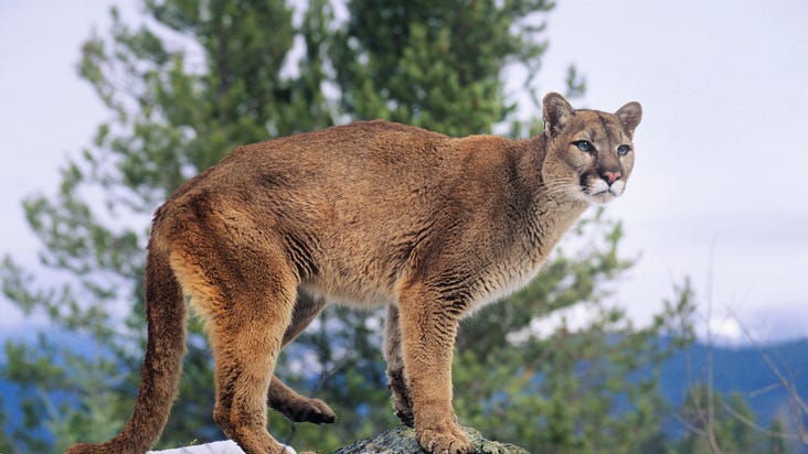 WATCH: Runner captures video as he's stalked by cougar for 6 terrifying minutes