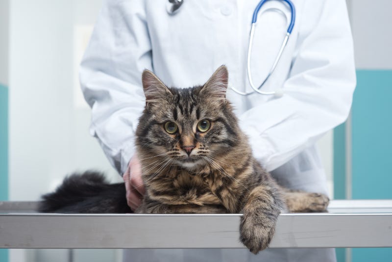 cat