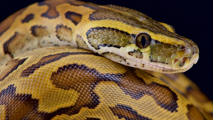Massive 18-foot python discovered in Florida had hooves inside