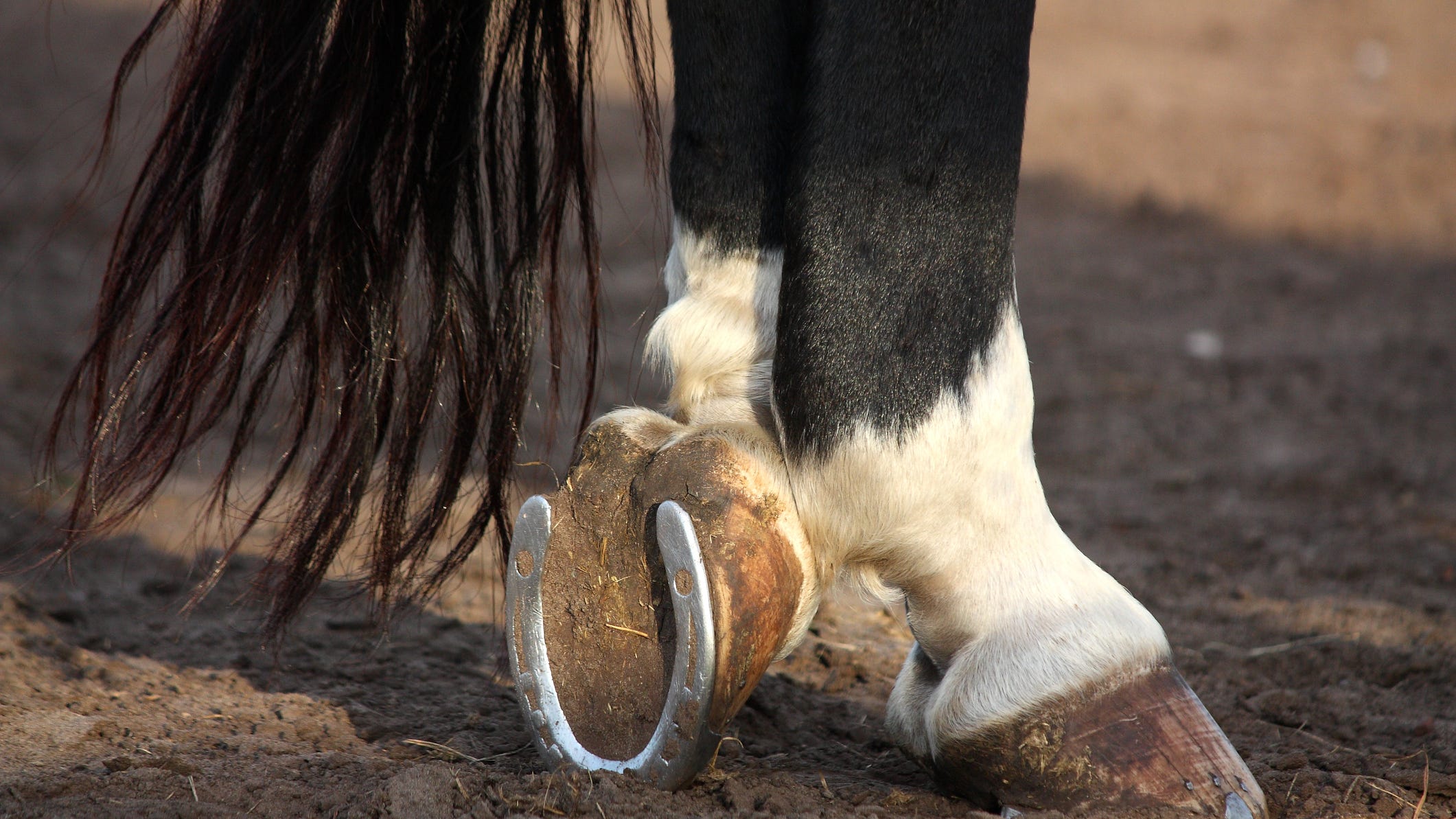 Teen rider killed in competition when horse rolls on her head