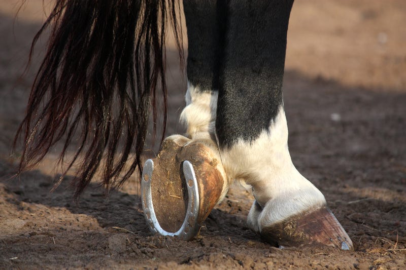 Horse hooves close up.