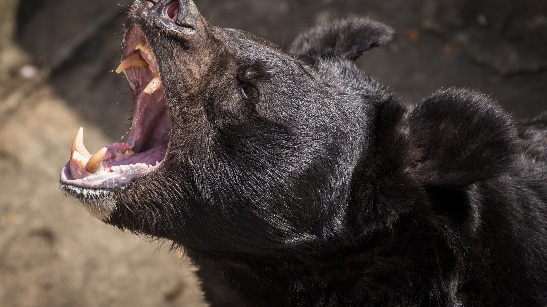 Bear mauls 10-year-old playing in backyard