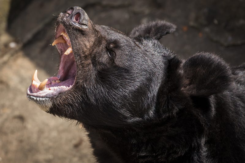 Black bear stock photo. 