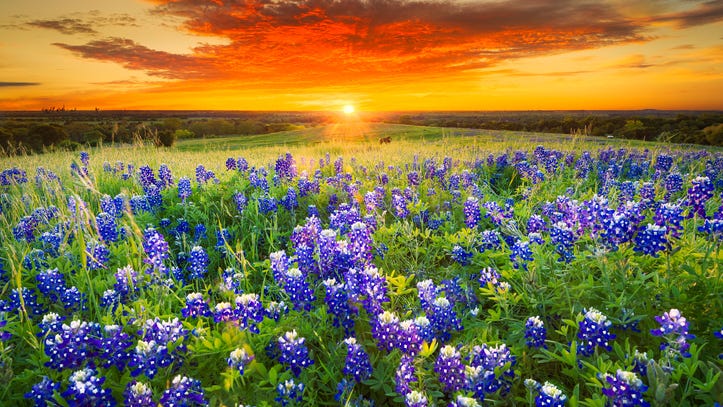 Bluebonnet season is officially underway in Texas