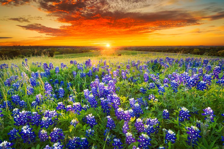 Bluebonnets