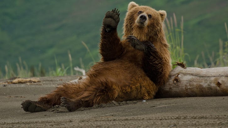 The Fat Bear Week Champion has been named, and he is chunky