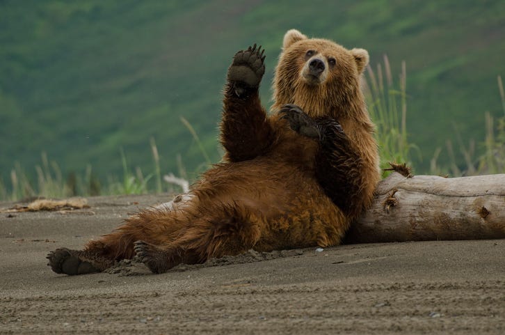 Brown bear.