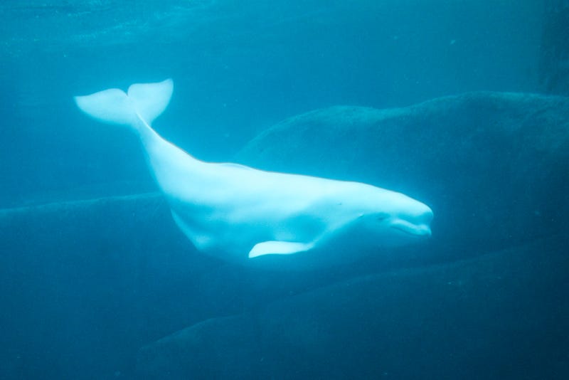 Beluga Whale