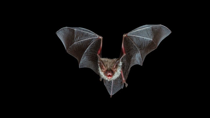State prison system trying to evict a colony of bats