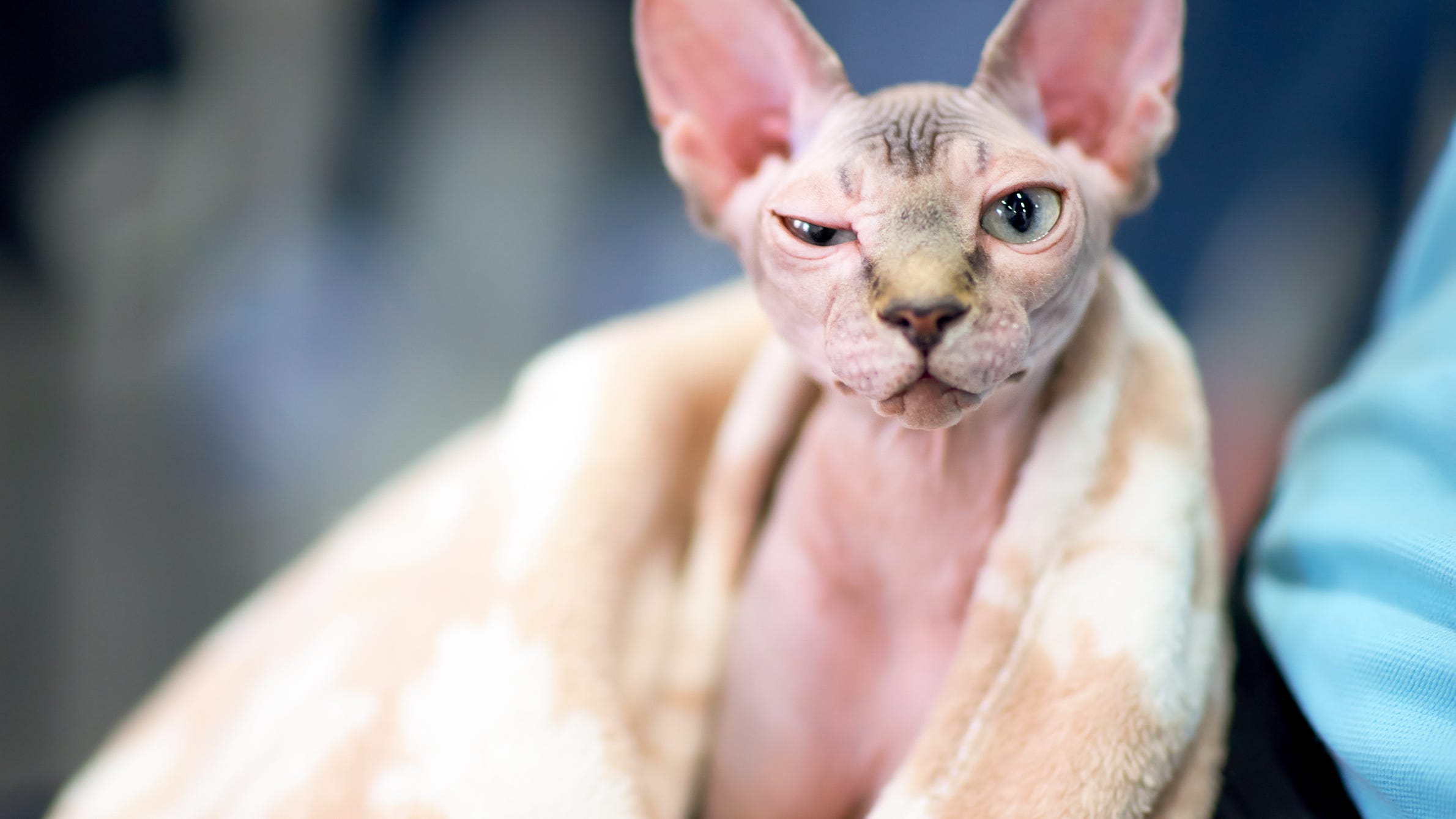 Woman allegedly caught breastfeeding cat on Delta Air Lines flight