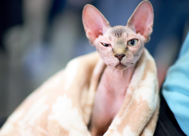 To the horror of fellow passengers, a woman allegedly began breastfeeding a cat on a recent Delta Air Lines flight.