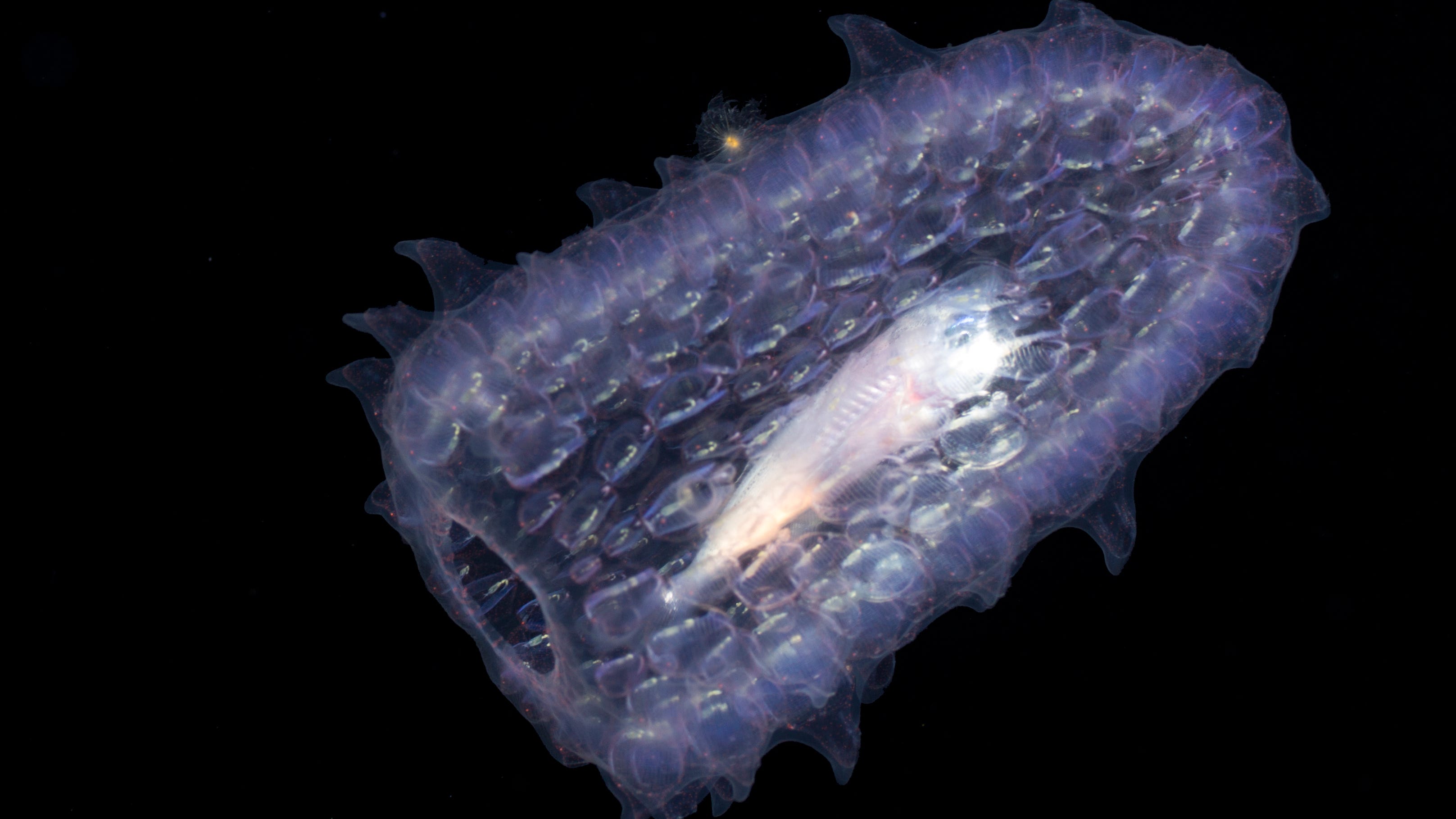 What are these strange ‘pickles’ washing up on Oregon beaches?