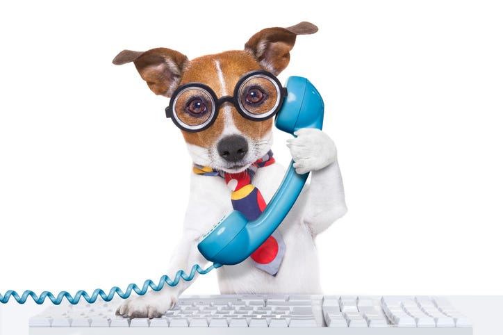 Dog On A Phone